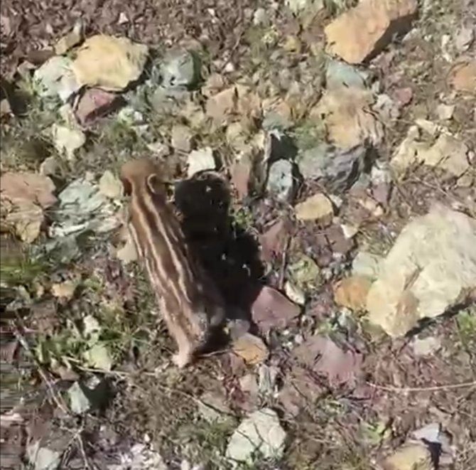 Elazığ’da Baharla Birlikte Yaban Domuzları Da Ortaya Çıktı