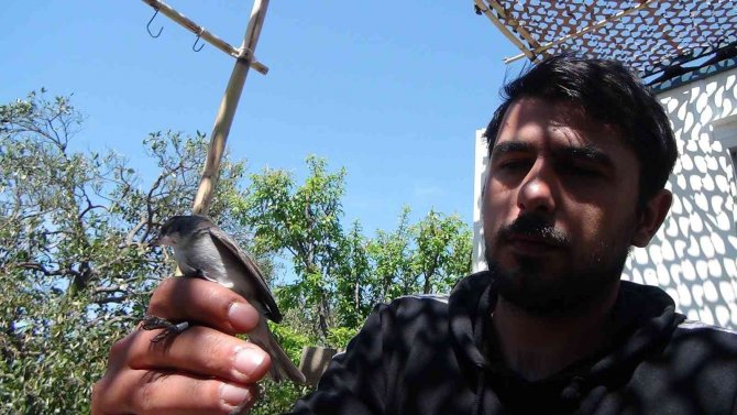Hollandalı Kuş Bilimciler Antalya’da Gönüllü Kuş Halkalıyor