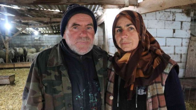 Koyunları Kurtların Saldırısına Uğrayan Kadın: “Baktıkça İçim Parçalanıyor”