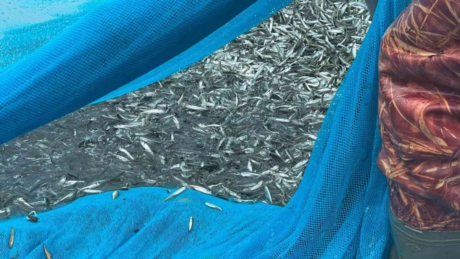 İ̇znik Gölü’nde Gümüş Balığı Sezonu Açıldı