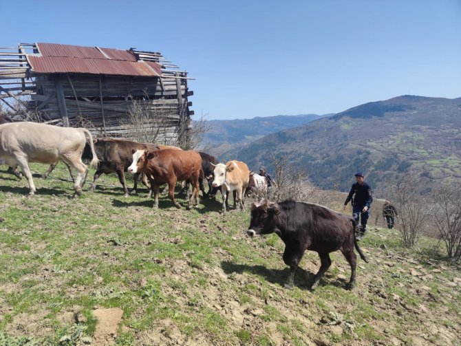 Kaybolan Büyükbaş Hayvanlarını Jandarma Ekipleri Buldu