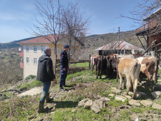 Kaybolan Büyükbaş Hayvanlarını Jandarma Ekipleri Buldu