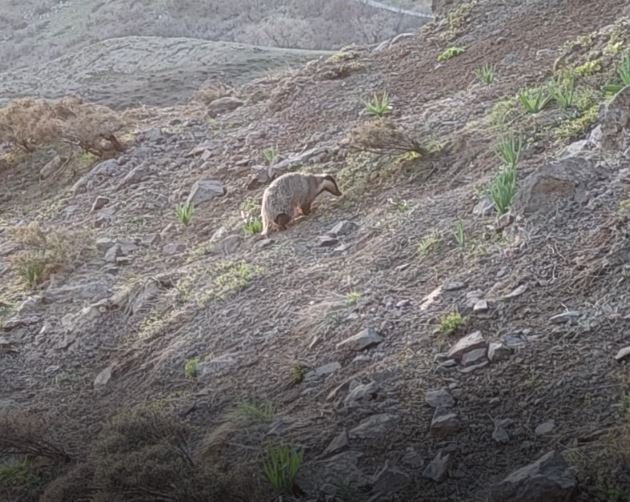 Tunceli’de Iucn Kırmızı Listesinde Yer Alan Porsuk Görüntülendi