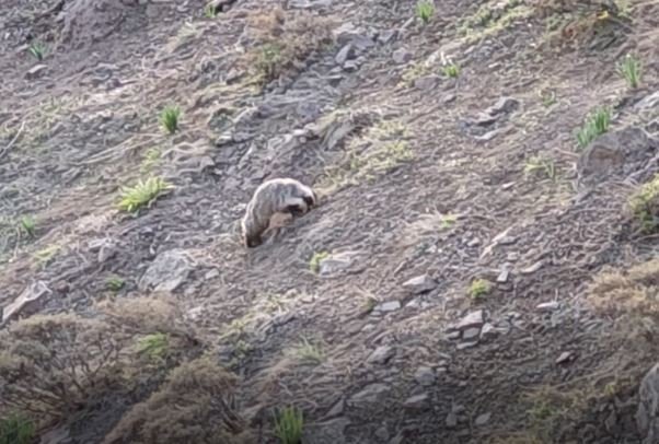 Tunceli’de Iucn Kırmızı Listesinde Yer Alan Porsuk Görüntülendi