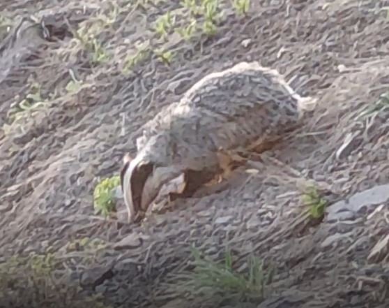 Tunceli’de Iucn Kırmızı Listesinde Yer Alan Porsuk Görüntülendi