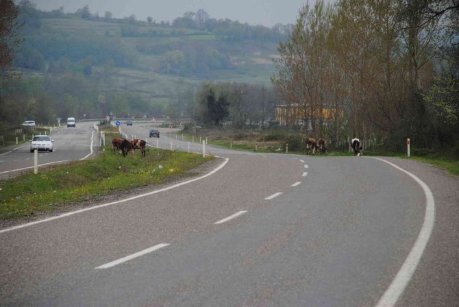 Boşta Gezen Büyükbaş Hayvanlar Kazaya Davetiye Çıkarıyor