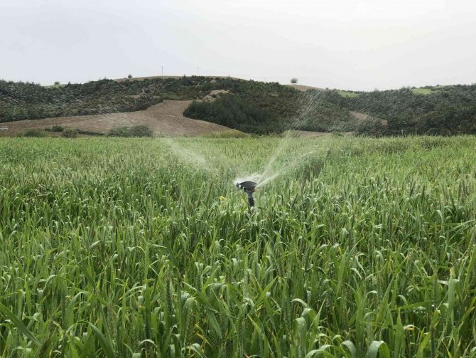 Kuraklık Buğday Üreticisine 30 Yıl Sonra Tarla Sulattı