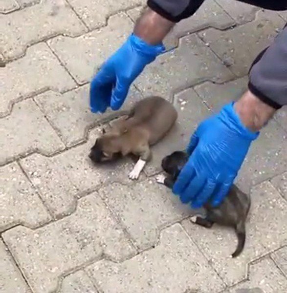 Telef Olmak Üzereyken Bulunan Köpek Ve Yavruları Tedavi Altına Alındı