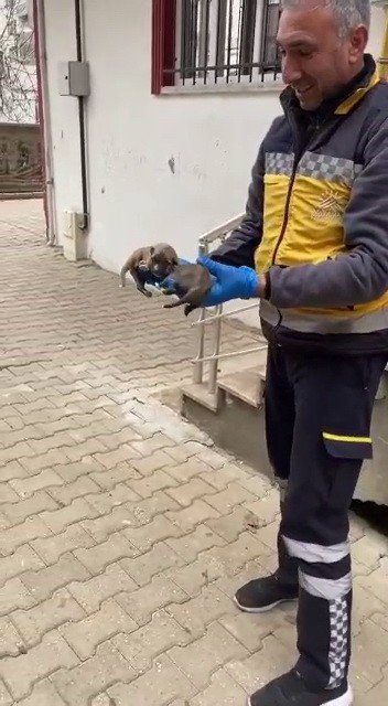 Telef Olmak Üzereyken Bulunan Köpek Ve Yavruları Tedavi Altına Alındı