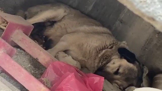 Telef Olmak Üzereyken Bulunan Köpek Ve Yavruları Tedavi Altına Alındı