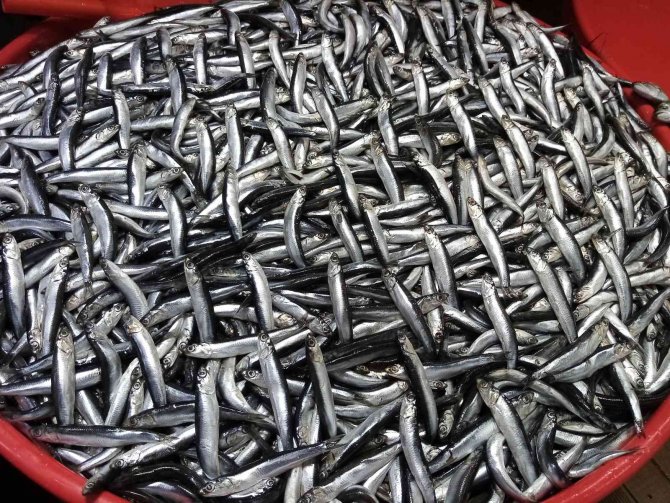 Balık Avlama Yasağı İle Balıkhane Amatör Balıkçılara Kaldı