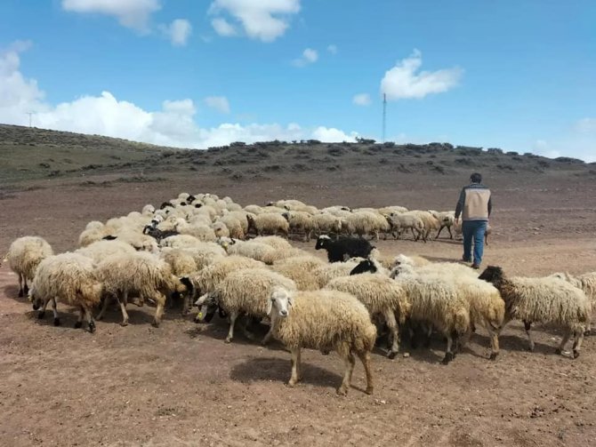 Bayburt’ta Devlet Desteğiyle Koyun Varlığı Artıyor