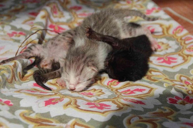 4 Kedi Birbirine Kordon Bağıyla Yapışık Doğdu