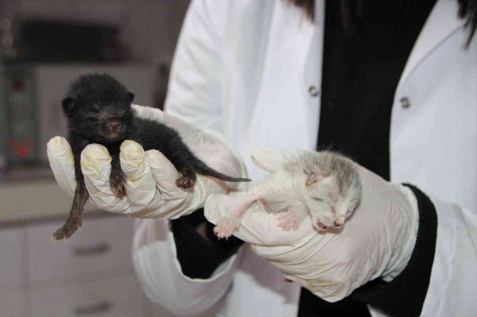 4 Kedi Birbirine Kordon Bağıyla Yapışık Doğdu