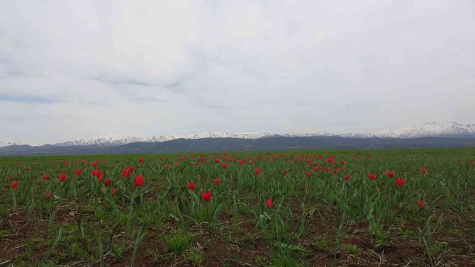 Bingöl’de Kırmızı Laleler Açmaya Başladı