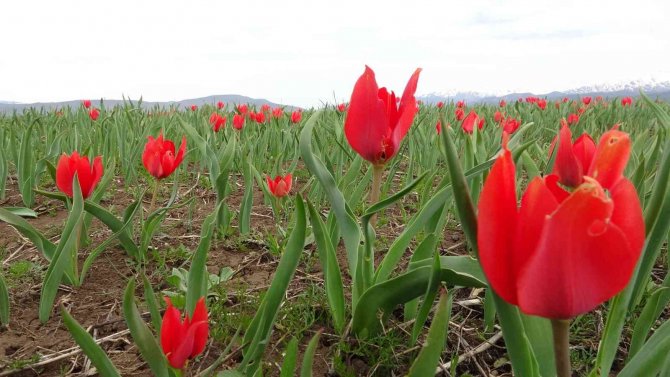Bingöl’de Kırmızı Laleler Açmaya Başladı
