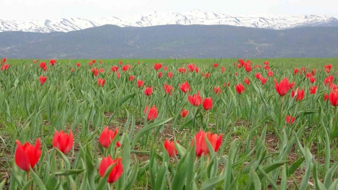 Bingöl’de Kırmızı Laleler Açmaya Başladı