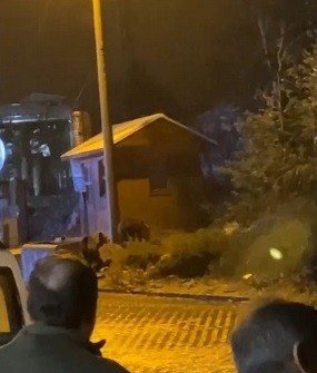 Uludağ’da Günübirlikçi Tatilcilerin Ayı Paniği Kameralarda