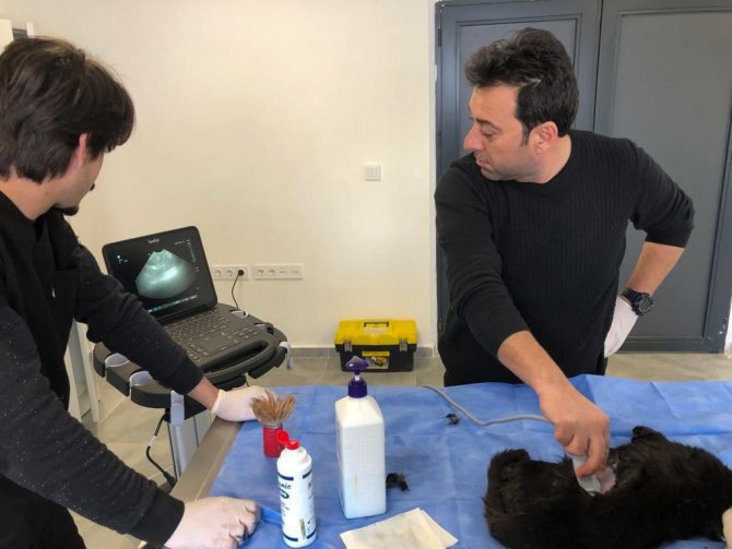 Doğum Yapmakta Zorlanan Kediye Sezaryen Yapılıp Sahiplendirildi