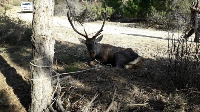 2021 Yılının İlk 4 Ayında 527 Yaban Hayvanı İyileştirildi