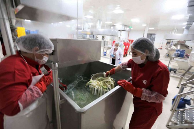 Efelerli Kadınlar 7 Ton Şevketibostan İşledi