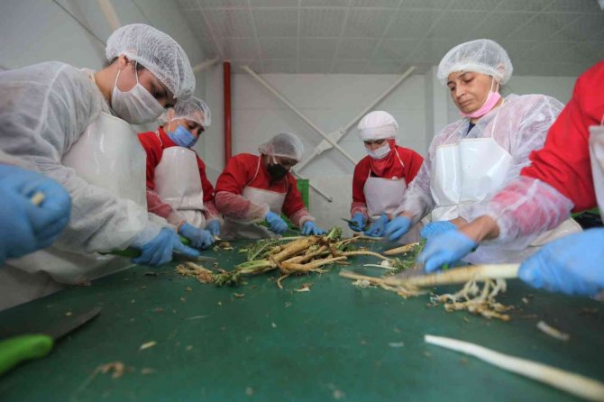 Efelerli Kadınlar 7 Ton Şevketibostan İşledi