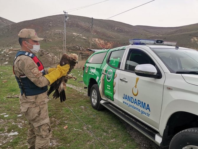 Erzincan’da Yaralı Halde Kaya Kartalı Bulundu