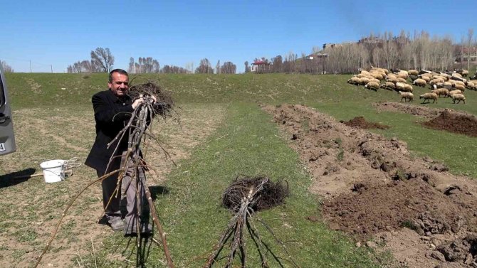 Tatvan’da Meyve Fidanları Toprakla Buluştu