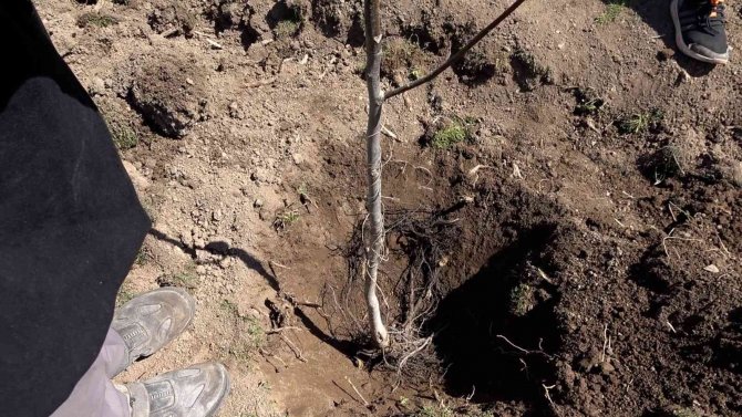 Tatvan’da Meyve Fidanları Toprakla Buluştu