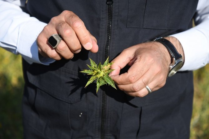 Kayseri Aspir Merkezi Oldu