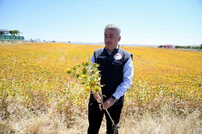 Kayseri Aspir Merkezi Oldu