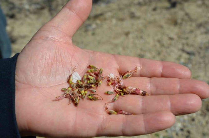 Kayısı Bahçelerindeki ’’Don’’ Hasarı Belli Oluyor