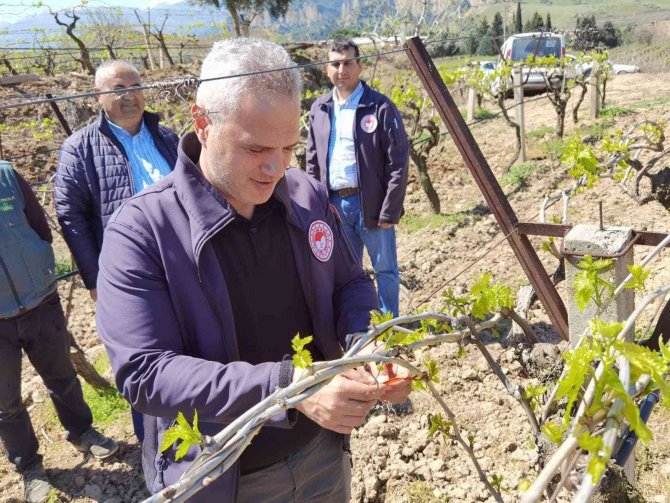 Manisa’da Meyve Ağaçlarına Tuzaklı Koruma