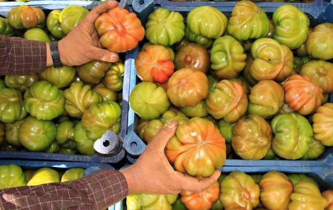 Örtü Altında Köy Domatesinde Hasat Başladı