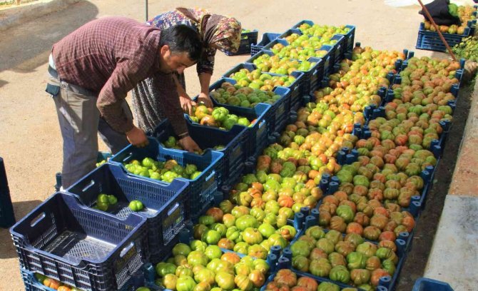 Örtü Altında Köy Domatesinde Hasat Başladı
