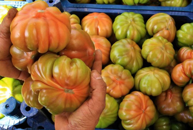 Örtü Altında Köy Domatesinde Hasat Başladı