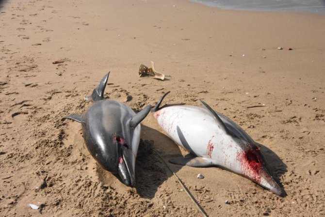 Sinop’ta 2 Ölü Yunus Kıyaya Vurdu