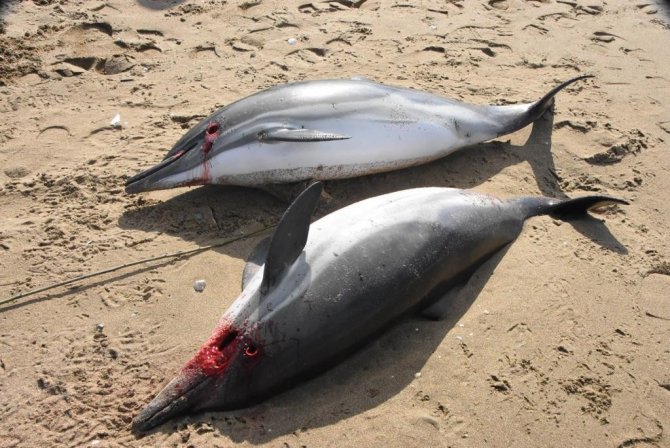 Sinop’ta 2 Ölü Yunus Kıyaya Vurdu