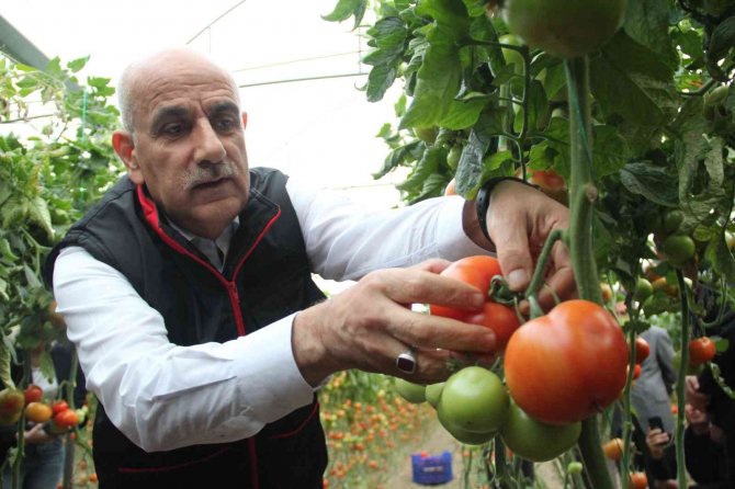 Bakan Kirişci, Antalya’da Sarı Çizme Giyip Serada Domates Topladı