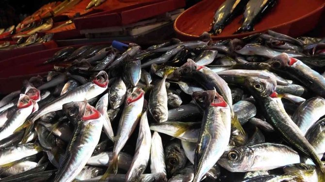 Avcılar Kıyı Balıkçılığından Bu Yıl Daha Umutlu