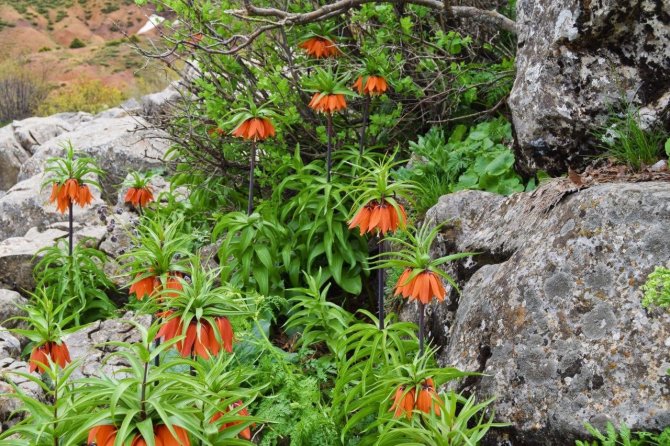 Bu Çiçeği Koparan, Araba Fiyatı Kadar Ceza Ödüyor