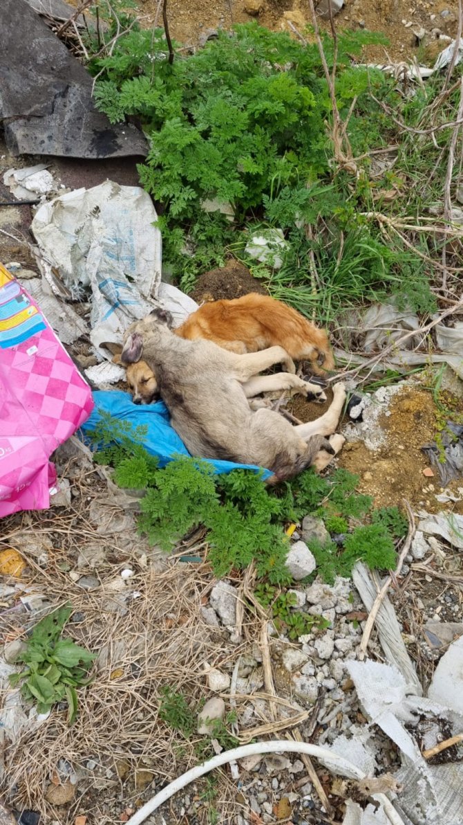 Çaycuma’da Telef Olan Sokak Hayvanları Çöplüğe Atıldı