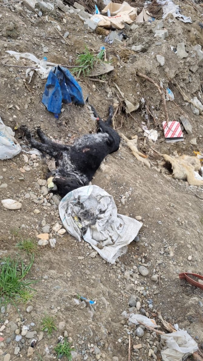 Çaycuma’da Telef Olan Sokak Hayvanları Çöplüğe Atıldı