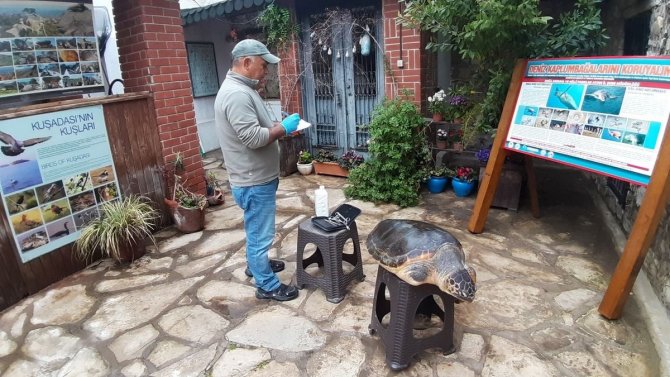 Aydın’da Yavru Sansar Yaşama Tutundu