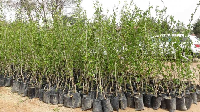 Bingöl’de İlk Defa Çiftçilere Üzümsü Meyve Fidanı Dağıtıldı