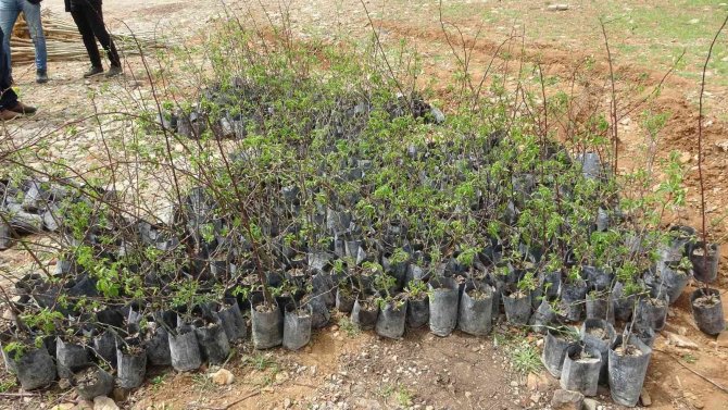 Bingöl’de İlk Defa Çiftçilere Üzümsü Meyve Fidanı Dağıtıldı