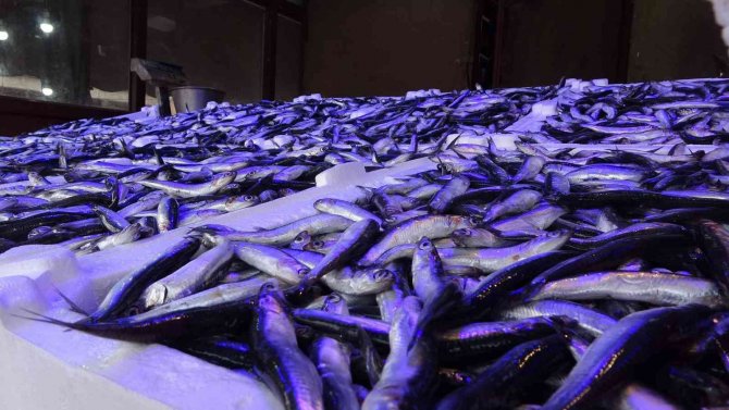 Doğu Karadeniz Bölgesinden Hamsi İhracatında 716 Bin 918 Dolar Döviz Geliri Elde Edildi