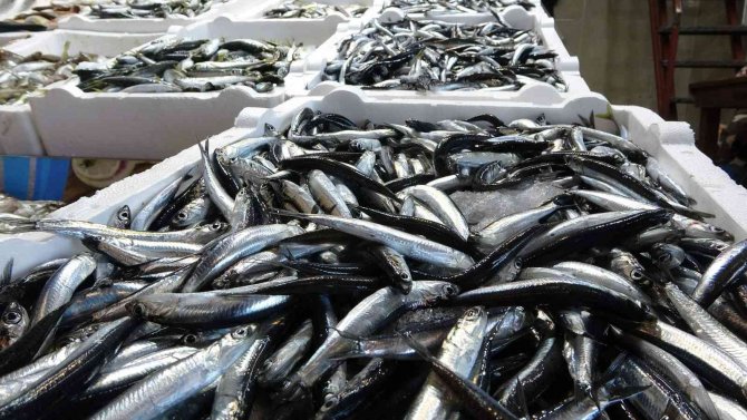 Doğu Karadeniz Bölgesinden Hamsi İhracatında 716 Bin 918 Dolar Döviz Geliri Elde Edildi