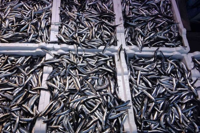Doğu Karadeniz Bölgesinden Hamsi İhracatında 716 Bin 918 Dolar Döviz Geliri Elde Edildi