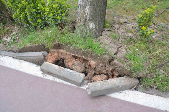 Fırtına Ağaçları Kökünden Söktü